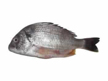 seabream fish