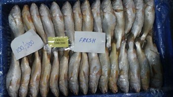 Yellow Croaker Frozen Fish