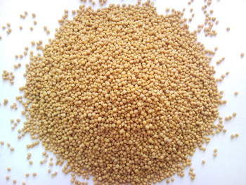 Organic mustard seed