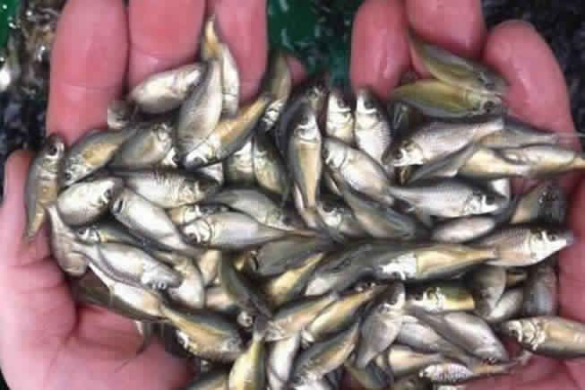 Rohu Fish Seeds, Style : Frozen, IQF