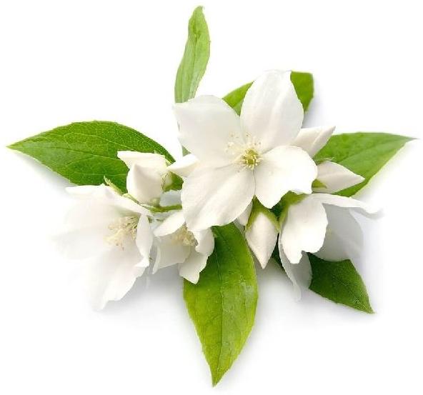 Jasmine Grandiflorum Hydrosol