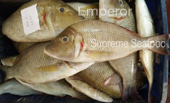 Emperor Fish, Style : Fresh