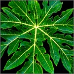 Papaya Leaf