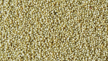 Amaranth Seed Gluten Free Food, Color : Light Yellowish