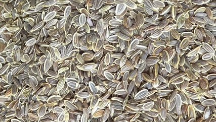 Dill Seed, Color : Dark Green