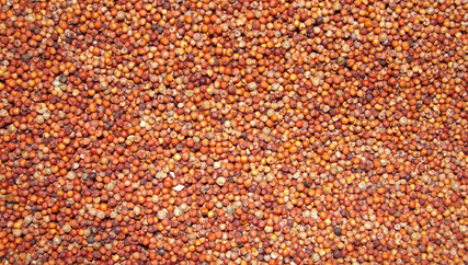 Finger Millet, Color : Dark red