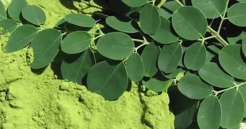 Organic Moringa Leaf Powder