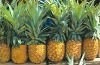 Dried Pineapple Powder, Packaging Type : Bulk, Gift Packing, Vacuum Pack