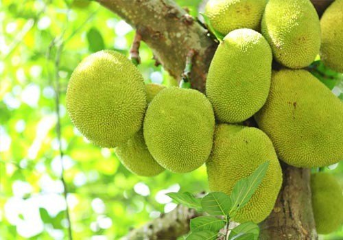 Raw Jackfruit