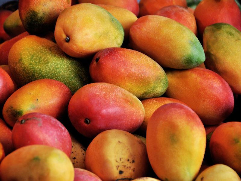 Common Fresh Mango,fresh mango, for Direct consumption, Food processing, Juice making, Variety : Alphonso