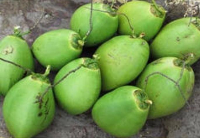 Common tender coconut, Color : Green