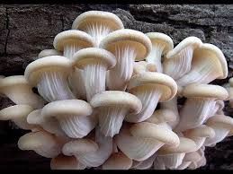 Organic White Oyster Mushroom, for Cooking, Packaging Type : Plastic Container, Polythene Bag