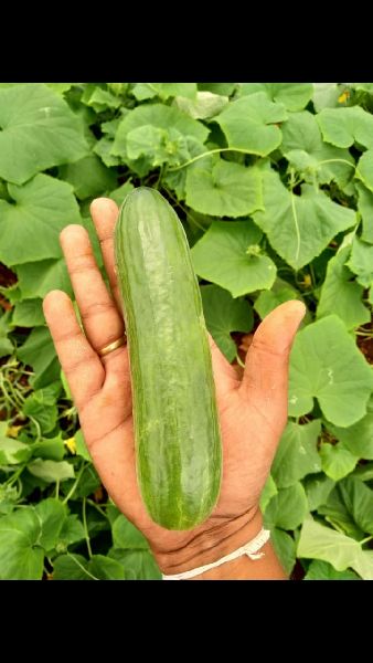 European cucumber, Variety : English