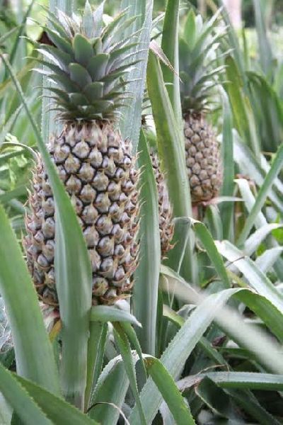 Fresh Pineapple