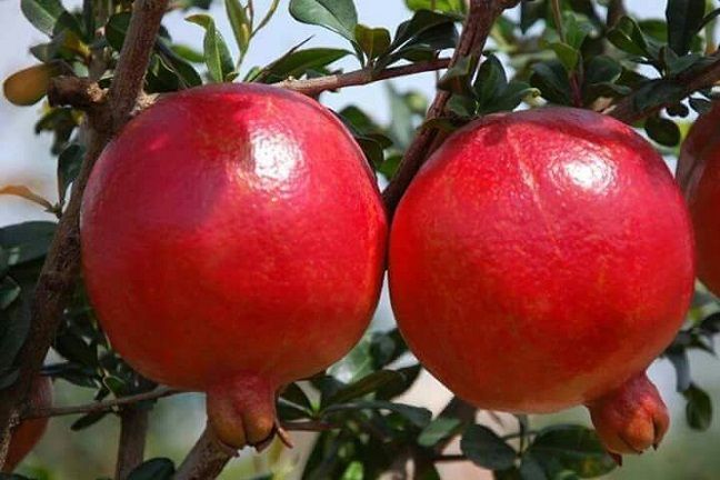 Pomegranate