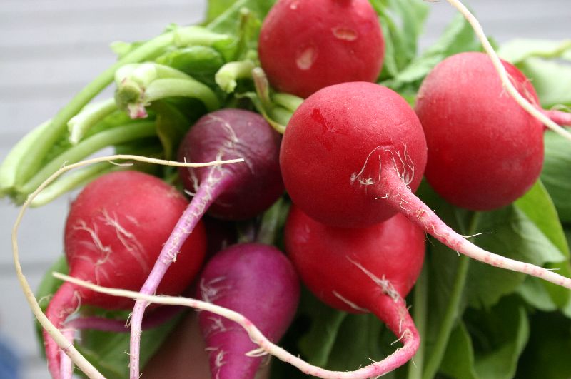 Red Radish