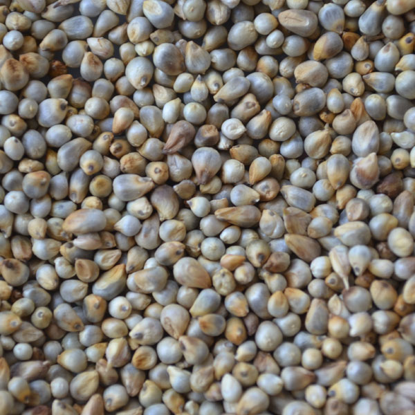 Organic Pearl Millet Seeds, for High in Protein