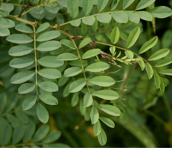 Indigo leaves, Feature : 100% Natural