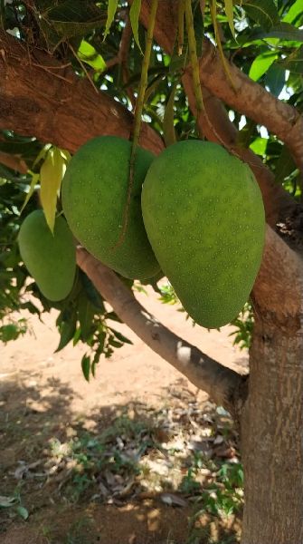 All types  of mangoes
