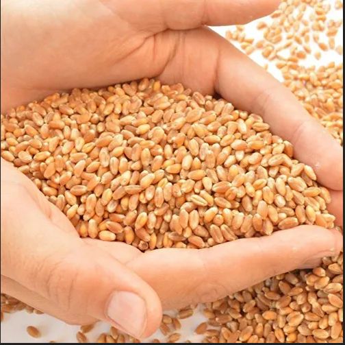 Organic Lokmanya Wheat Seeds, Certification : FSSAI