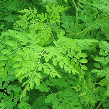 Organic Fresh Moringa Leaves, for Cosmetics, Medicine, Feature : Good Quality, Highly Effective