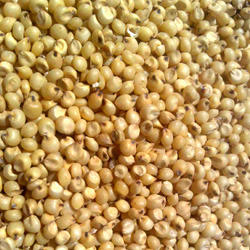 Organic Yellow Sorghum Seeds, for Cooking, Packaging Type : Jute Bag, Plastic Packet