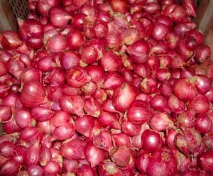 Natural Fresh Sambar Onion, Packaging Type : Jute Bags