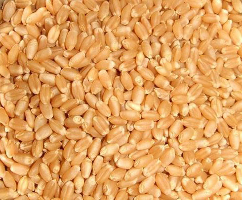 Indian Wheat Seeds