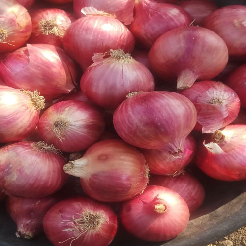 Natural nashik red onion, Packaging Type : PP Bag, Mesh Bag, Jute Bag