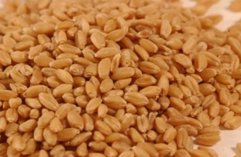 Natural Premium Wheat Seeds, Packaging Type : PP Bag, Jute Bag