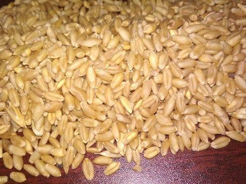 Lokwan Wheat Seed