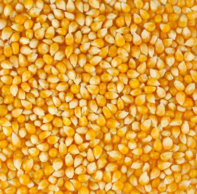 Yellow Maize Corn, Packaging Type : PP Bag, Jute Bag, INR 16INR 17.50 / Bag by Vegy Enterprises from Nashik Maharashtra | ID - 4821272