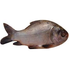 Fresh Catla Fish, for Cooking, Human Consumption, Feature : Good Protein, Non Harmful