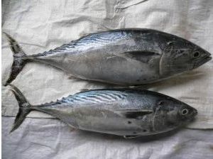 Frozen Bonito Fish, Packaging Type : Vaccum Packed