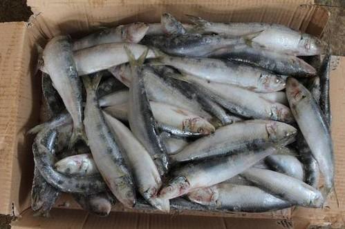 Frozen Sardine Fish, Packaging Type : Vaccum Packed