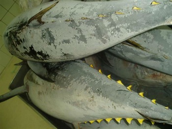 Tuna Fish, Packaging Type : Bulk