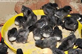 Live Kadaknath Chicks