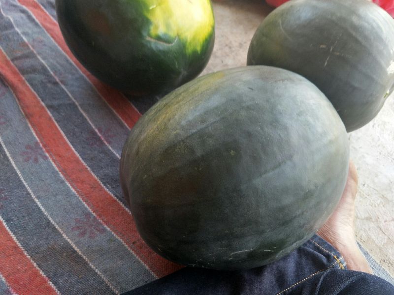Natural watermelon, Packaging Size : 5-10kg