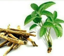 Organic Ashwagandha Herb, Packaging Type : Polythin Pack