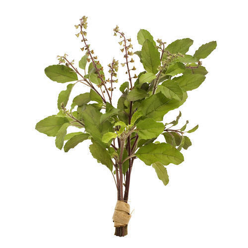 Tulsi Herb