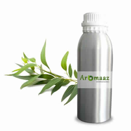 Eucalyptus Globulus Oil