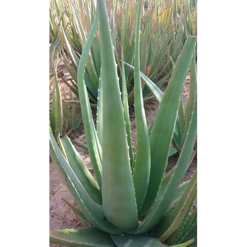 Dawar Aloevera Natural Aloe vera Plants, for Cosmetic, Medicines, Feature : Long Term Freshness