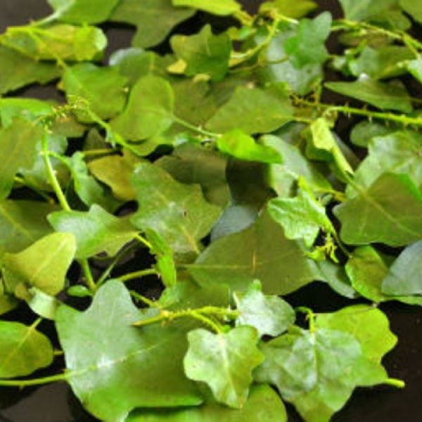Thuthuvalai leaf powder