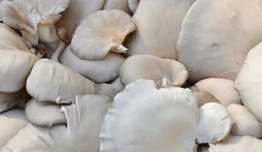 Common Oyster Mushroom Spawn, Packaging Type : Polythene Bag