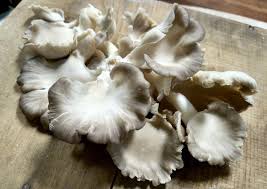 Organic Dried Oyster Mushroom Spawn, Style : Natural