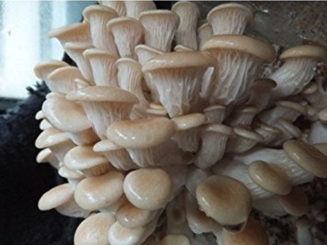 Natural Oyster Mushroom Spawn