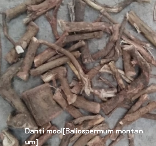Danti Mool, Color : Brown