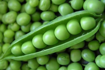 Healthy Rama Common Frozen Green Peas, Shape : Ball