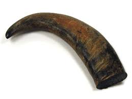 Finished Buffalo Horn Tip, for Decorative Items, Shape : Natural