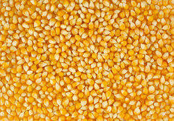 Yellow corn, for Animal Feed, Cattle Feed, Flour, Style : Dried, Fresh, Frozen